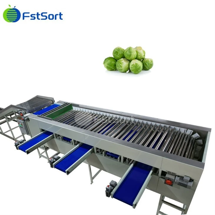 FstSort Brussels Sprout Sprout ປະສິດທິພາບສູງເຄື່ອງຈັດປະເພດຜັກ